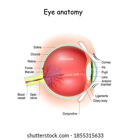 Eye anatomy and Physiology. How the Human Eye Works. Cross section of eyeball, eyelids, and Optic nerve. Details about visual system with retina, sclera, macula, fovea, and etc. vector Illustration.