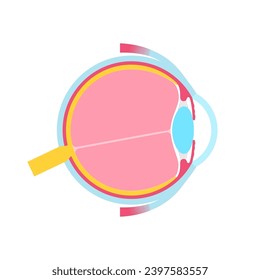 Eye anatomy poster. Structure of the human eye icon. Outermost, retina and sclera. Pigmented choroid, first lens and iris. Extraocular muscles and optic nerve isolated medical flat vector illustration