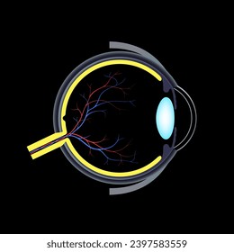 Eye anatomy poster. Structure of the human eye. Outermost, retina and sclera. Pigmented choroid, vitreous body and iris. Blood vessels and optic nerve, 3d realistic medical vector illustration