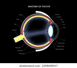 Eye anatomy poster. Structure of the human eye on black background. Outermost, retina and sclera. Pigmented choroid, first lens and iris. Extraocular muscles and optic nerve, 3d vector illustration
