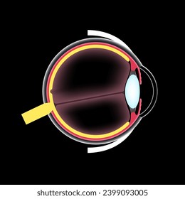 Eye anatomy poster. Structure of the human eye on black background. Outermost, retina and sclera. Pigmented choroid, first lens and iris. Extraocular muscles and optic nerve, 3d vector illustration