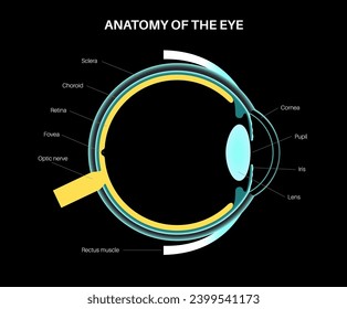 Eye anatomy poster. Structure of the human eye on black background. Outermost, retina and sclera. Pigmented choroid, first lens and iris. Extraocular muscles and optic nerve, 3d vector illustration