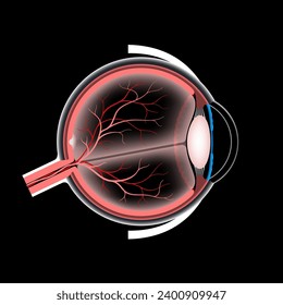 Eye anatomy poster. Structure of the human eye. Outermost, retina and sclera. Pigmented choroid, vitreous body and iris. Blood vessels and optic nerve, 3d realistic medical vector illustration