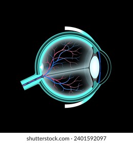 Eye anatomy poster. Structure of the human eye. Outermost, retina and sclera. Pigmented choroid, vitreous body and iris. Blood vessels and optic nerve, 3d realistic medical vector illustration