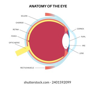 Afiche de la anatomía ocular. Estructura de la infografía ocular humana. Más al exterior, retina y esclera. Coroide pigmentado, primera lente e iris. Músculos extraoculares, vasos sanguíneos y vectores planos médicos del nervio óptico