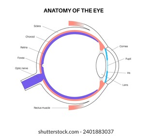 Eye anatomy poster. Structure of the human eye infographic. Outermost, retina and sclera. Pigmented choroid, first lens and iris. Extraocular muscles and optic nerve medical flat vector illustration