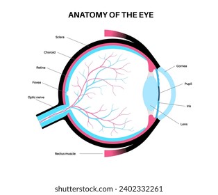 Eye anatomy poster. Structure of the human eye infographic. Outermost, retina and sclera. Pigmented choroid, first lens and iris. Extraocular muscles, blood vessels and optic nerve medical flat vector
