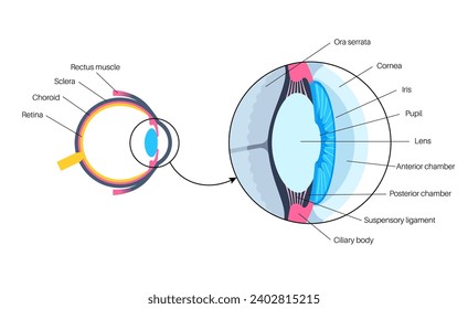 Eye anatomy poster. Structure of the human eye infographic. Outermost, retina and sclera. Pigmented choroid, first lens and iris. Extraocular muscles and optic nerve medical flat vector illustration