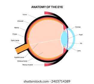 Eye anatomy poster. Structure of the human eye infographic. Outermost, retina and sclera. Pigmented choroid, first lens and iris. Extraocular muscles and optic nerve medical flat vector illustration