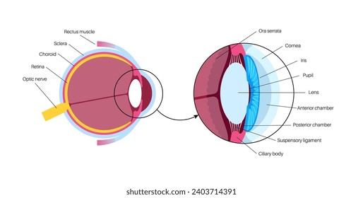 Afiche de la anatomía ocular. Estructura de la infografía ocular humana. Más al exterior, retina y esclera. Coroide pigmentado, primera lente e iris. Músculos extraoculares e ilustración vectorial plana del nervio óptico