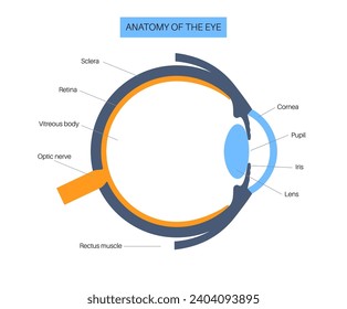 Eye anatomy poster. Structure of the human eye infographic. Outermost, retina and sclera. Pigmented choroid, first lens and iris. Extraocular muscles and optic nerve medical flat vector illustration