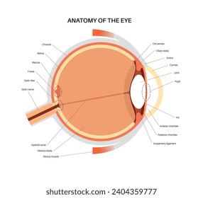 Eye anatomy poster. Structure of the human eye infographic. Outermost, retina and sclera. Pigmented choroid, first lens and iris. Extraocular muscles and optic nerve medical flat vector illustration