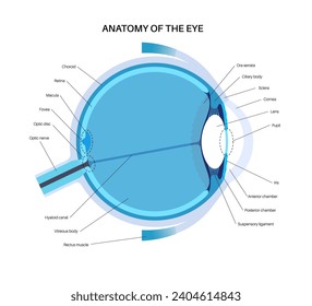 Eye anatomy poster. Structure of the human eye infographic. Outermost, retina and sclera. Pigmented choroid, first lens and iris. Extraocular muscles and optic nerve medical flat vector illustration
