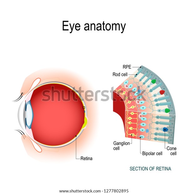 Eye
anatomy. Rod cells and cone cells. The arrangement of retinal cells
is shown in a cross section. Vector diagram for your design,
educational, biological, science and medical
use