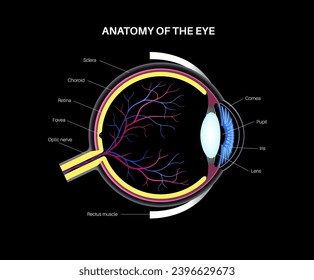 Eye anatomy. Structure of the human eye infographic. Outermost, retina and sclera. Pigmented choroid, first lens and iris. Extraocular muscles, blood vessels, optic nerve medical 3d realistic vector
