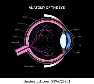 Eye anatomy. Structure of the human eye infographic. Outermost, retina and sclera. Pigmented choroid, first lens and iris. Extraocular muscles, blood vessels, optic nerve medical 3d realistic vector