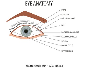 Upper Eyelid Anatomy - Anatomical Charts & Posters