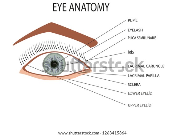 Lower Eyelid Anatomy - ANATOMY STRUCTURE