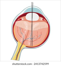 Anatomía ocular vectores libres dibujados a mano