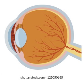 eye anatomy vector illustration 