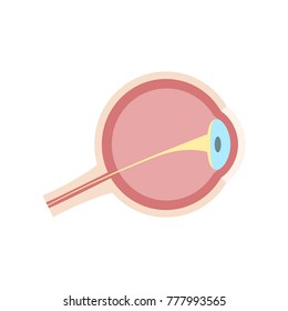 Eye anatomy. Vector illustration.