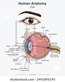 Eye Anatomy vector illustration with text. Hand drawn illustration of human eye anatomy. Educational diagram showing human eye with main parts labeled. Vector illustration easy to edit