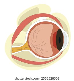 Eye anatomy.Educational physiological and medical sight infographic with side and front view