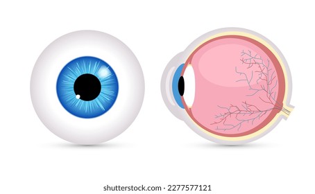 eyeball