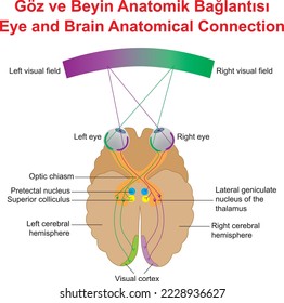 Eye and Brain Anatomical Connection