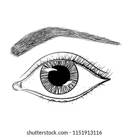 Eye with brow. Hand drawn sketch. Vector illustration isolated on white background