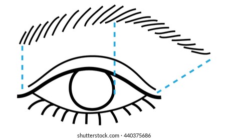 Eye and brow. Vector illustration. How to tweeze brows. 