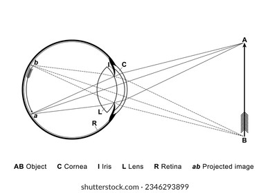 The eye as a camera. Eyeball with cornea and lens, where rays undergo refraction. The iris acts as diaphragm for shutting off too divergent rays. The object AB is projected upside down on the retina.