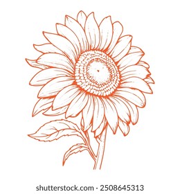 Eye catching vector sunflower line art