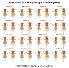 Eye Color in Fruit Flies (Drosophila melanogaster)