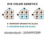 Eye color genetics. Brown eyes and blue eyes cross. Dominant brown allele. Recessive blue allele. Punnett square. Mendel inheritance. Phenotype and Genotype of eye color. Vector illustration.