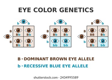 Eye color genetics. Brown eyes and blue eyes cross. Dominant brown allele. Recessive blue allele. Punnett square. Mendel inheritance. Phenotype and Genotype of eye color. Vector illustration.