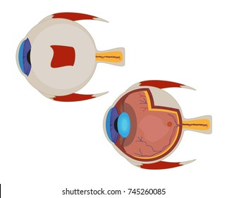 Eye color illustration on a white background