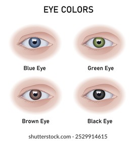 Eye colors diagram. Human eye color samples. Vector illustartion