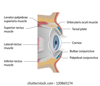 Eye conjunctiva