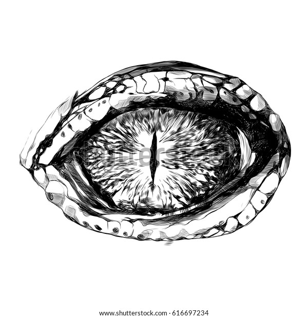 Eye Crocodile Reptile Closeup Sketch Vector Stock Vector (Royalty Free ...