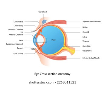 Augenquerschnitt Anatomie, Human-Augen-Struktur-Schema medizinische Illustration