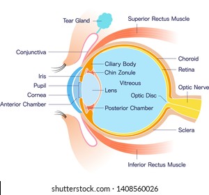 Eye Cross section Anatomy (with name)