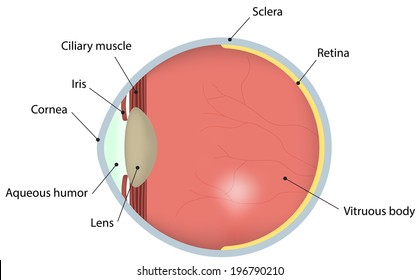 Eye Cross Section Labeled Diagram