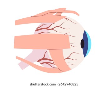 Anatomia Externa do Olho com Músculos e Estruturas ilustração incluindo pálpebras córnea e extraocular