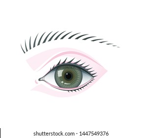 Eye and eyebrow flat vector illustration. Eye with eyelashes flat vector illustration. Eyesight organ with green retina on white background. Makeup eyeshadows scheme. Cosmetology, visage poster.