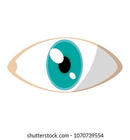 eye human anatomy vision design