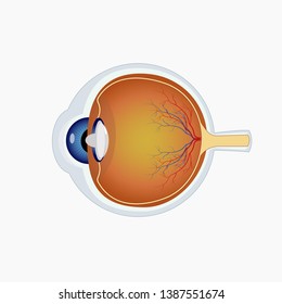 Eye icon. Human organs vector illustration in flat style isolated on white background