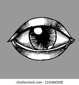 Eye illustration in vintage style. Hand drawn vector logo for your design.