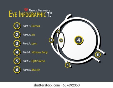 Eye infographic . Flat design .