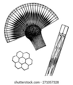 Eye of an insect, vintage engraved illustration. La Vie dans la nature, 1890.